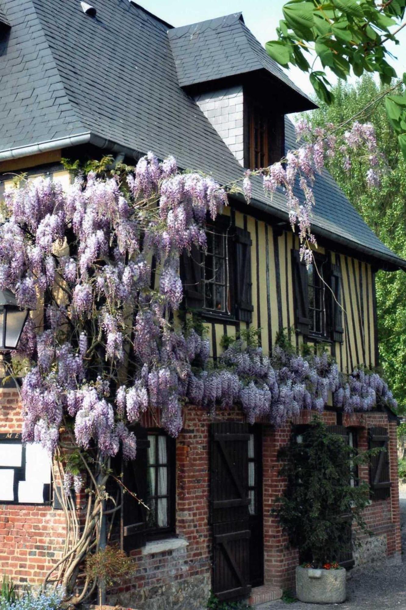 Auberge Du Val Au Cesne Saint-Clair-sur-les-Monts Exterior photo